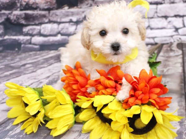 Bichon Poo DOG Female Apricot 16119 Petland Wichita, Kansas