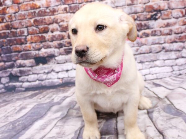 English Labrador Retriever DOG Female Yellow 16118 Petland Wichita, Kansas