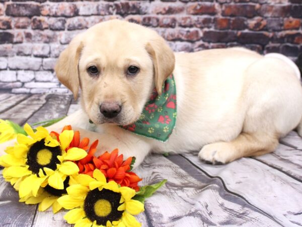 English Labrador Retriever DOG Male Yellow 16117 Petland Wichita, Kansas