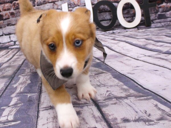 Mini Auggie DOG Male Red Merle (one blue eye) 16120 Petland Wichita, Kansas