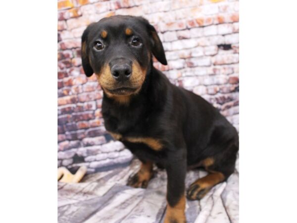 Rottweiler DOG Male Black & Rust 16130 Petland Wichita, Kansas