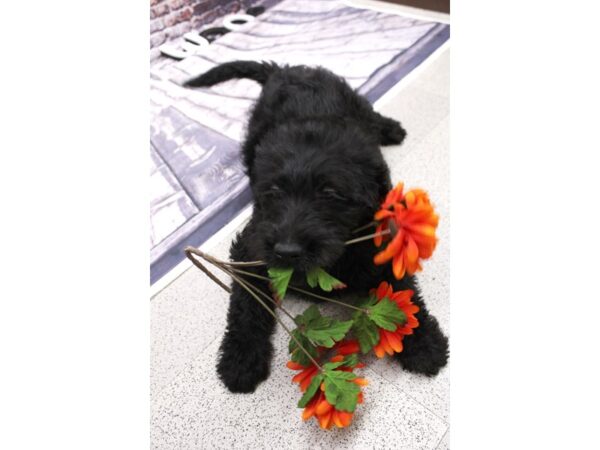 Labradoodle-DOG-Male-Black - FLUFFY-16116-Petland Wichita, Kansas