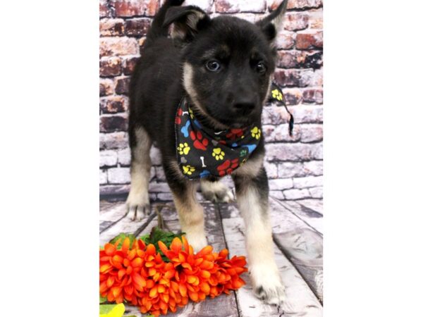 Shepsky DOG Male Black & Silver (half moon left eye) 16129 Petland Wichita, Kansas