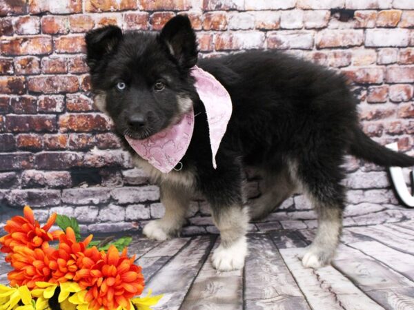 Shepsky DOG Female Long Hair - Black & Silver (One Blue eye) 16128 Petland Wichita, Kansas