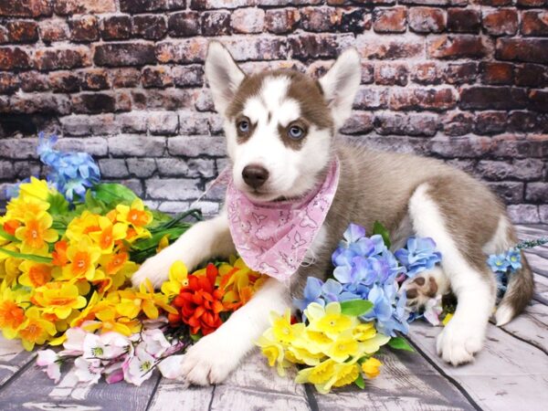 Siberian Husky-DOG-Female-Red & White-16159-Petland Wichita, Kansas
