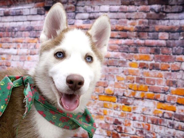 Siberian Husky DOG Male Red / White 16153 Petland Wichita, Kansas