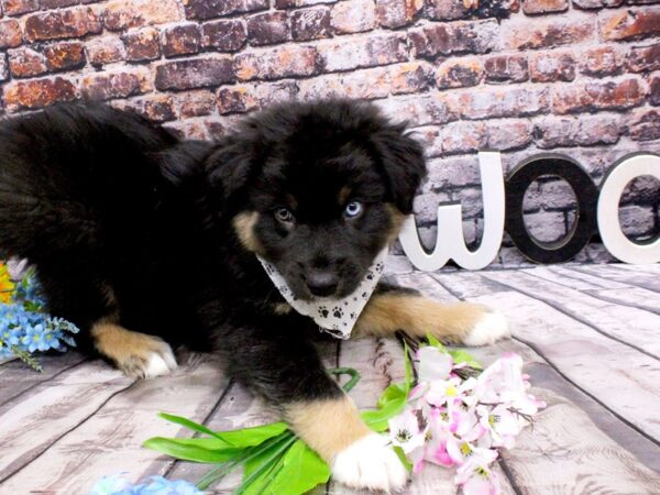 Australian Shepherd DOG Male Black Tri W/ One Blue Eye 16151 Petland Wichita, Kansas