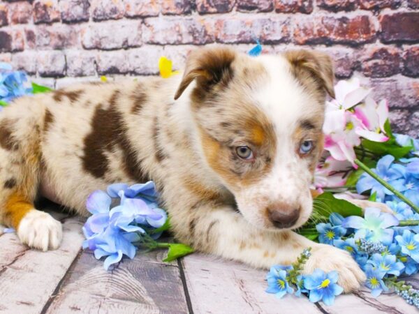 Texas Heeler-DOG-Male-Red Merle One Blue One Green Eye-16147-Petland Wichita, Kansas