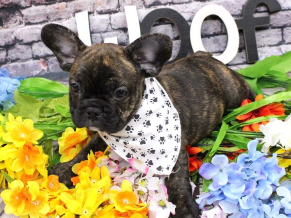 French Bulldog DOG Male Chocolate Brindle 16145 Petland Wichita, Kansas