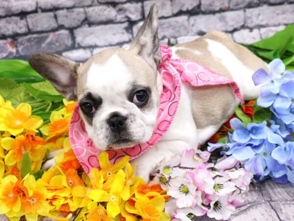 French Bulldog DOG Female Fawn Pibald 16143 Petland Wichita, Kansas