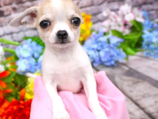 Chihuahua DOG Female Fawn Pibald 16141 Petland Wichita, Kansas