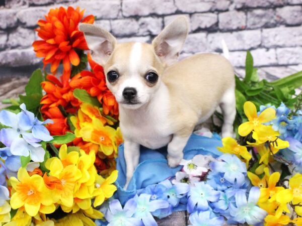 Chihuahua DOG Male Fawn Tuxedo 16139 Petland Wichita, Kansas