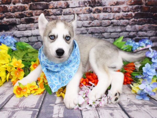 Siberian Husky DOG Male Grey & White 16158 Petland Wichita, Kansas