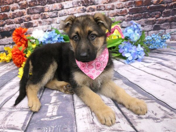 German Shepherd Dog DOG Female Black / Tan 16154 Petland Wichita, Kansas