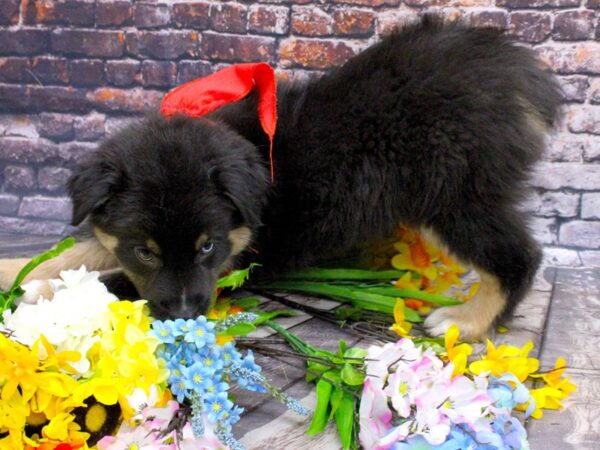 Australian Shepherd DOG Male Black Tri w/ One Blue Eye 16152 Petland Wichita, Kansas