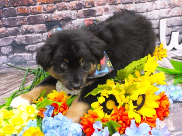 Australian Shepherd DOG Male Black Tri W/ Brown Eyes 16150 Petland Wichita, Kansas