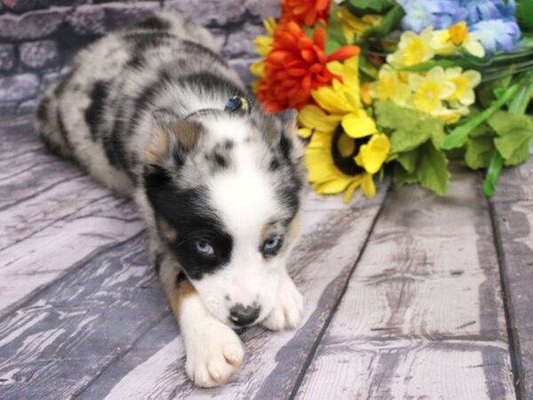 Texas Heeler-DOG-Male-Blue Merle W/ Two Blue Eyes-16146-Petland Wichita, Kansas