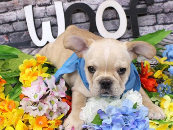 French Bulldog DOG Male Cream 16144 Petland Wichita, Kansas