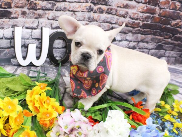 French Bulldog DOG Female Cream 16142 Petland Wichita, Kansas