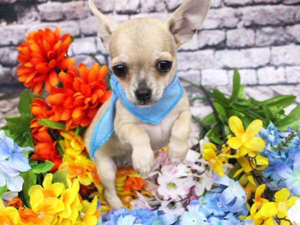 Chihuahua-DOG-Male-Fawn-16140-Petland Wichita, Kansas