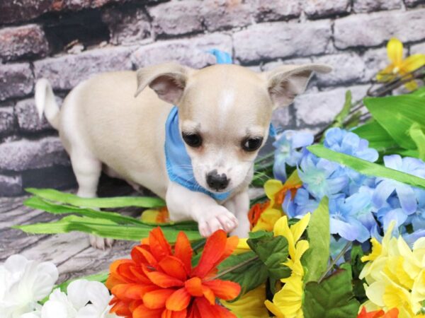 Chihuahua DOG Male Fawn Pibald 16138 Petland Wichita, Kansas