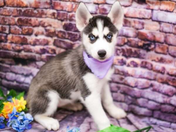 Siberian Husky DOG Female Black & White 16186 Petland Wichita, Kansas