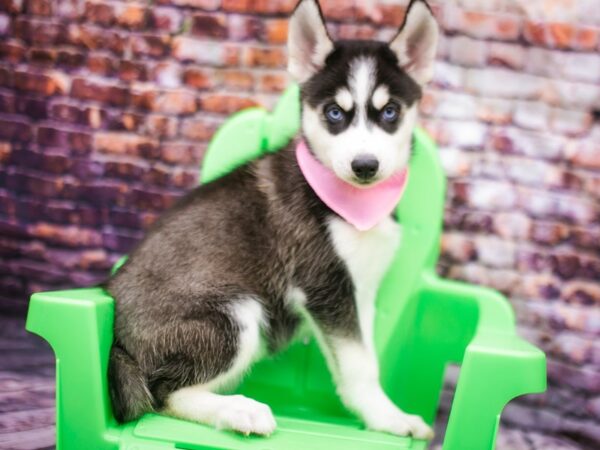 Siberian Husky DOG Female Black & White 16185 Petland Wichita, Kansas