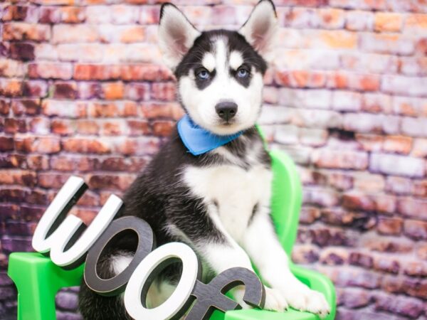 Siberian Husky DOG Male Black & White 16184 Petland Wichita, Kansas