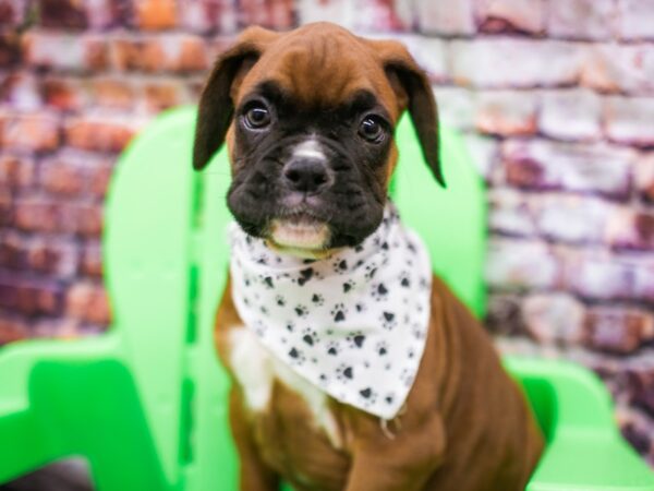 Boxer DOG Male Mahogany 16183 Petland Wichita, Kansas