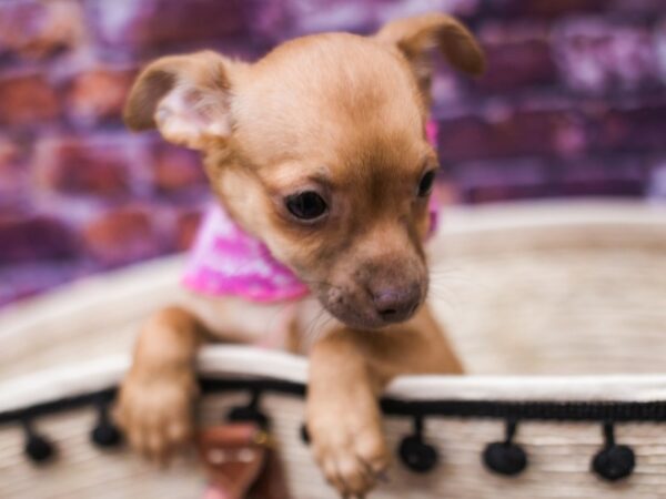 Chiweenie DOG Female Red 16182 Petland Wichita, Kansas