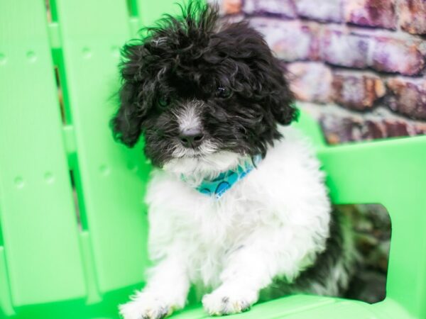 Toy Cockapoo DOG Male Black Parti 16181 Petland Wichita, Kansas