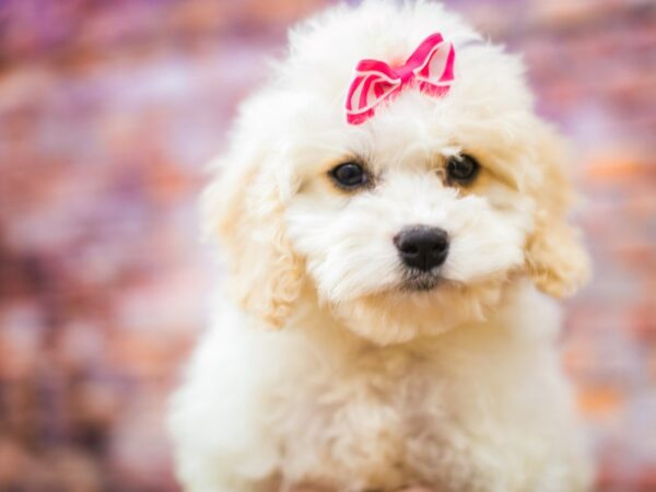 Toy Cockapoo DOG Female White & Buff Parti 16180 Petland Wichita, Kansas