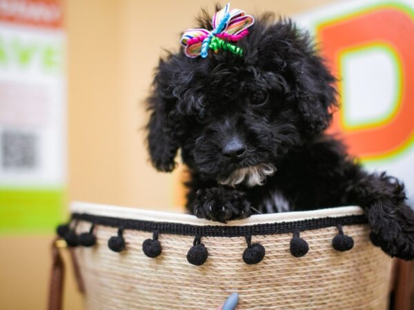 Toy Cockapoo DOG Female Black 16179 Petland Wichita, Kansas