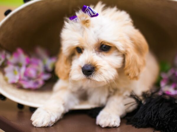 Toy Cockapoo DOG Female Buff 16178 Petland Wichita, Kansas