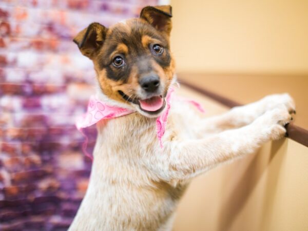 Red Heeler DOG Female Red tick 16177 Petland Wichita, Kansas