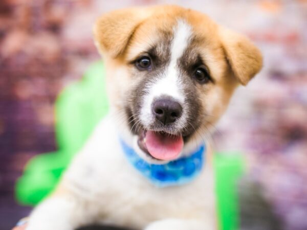 Akita DOG Male Fawn & White 16176 Petland Wichita, Kansas