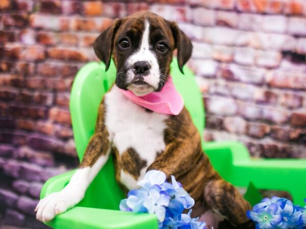 Boxer DOG Female Flashy Brindle 16175 Petland Wichita, Kansas