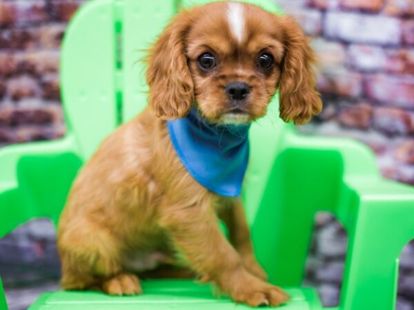 Cavalier King Charles Spaniel DOG Male Ruby & White 16174 Petland Wichita, Kansas