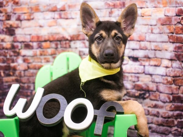 German Shepherd Dog DOG Male Black & Tan 16173 Petland Wichita, Kansas