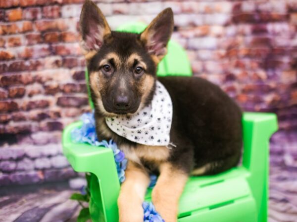 German Shepherd Dog DOG Male Black & Tan 16172 Petland Wichita, Kansas