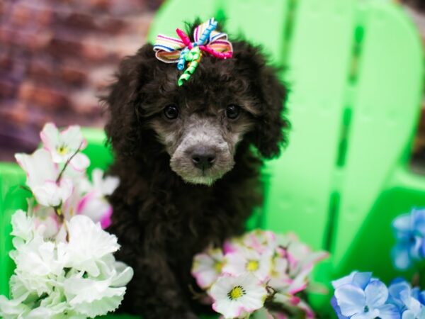 Toy Poodle DOG Female Black & Silver 16170 Petland Wichita, Kansas