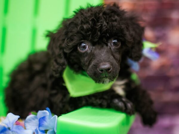 Toy Poodle DOG Male Black & White 16169 Petland Wichita, Kansas