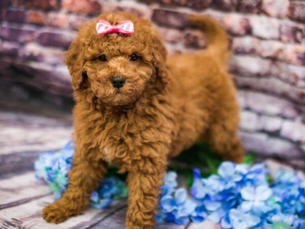 F1B Mini Goldendoodle DOG Female Red 16168 Petland Wichita, Kansas