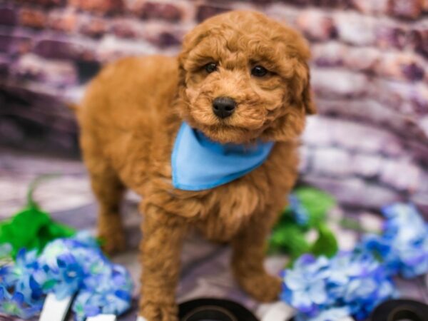 F1B Mini Goldendoodle DOG Male Red 16167 Petland Wichita, Kansas