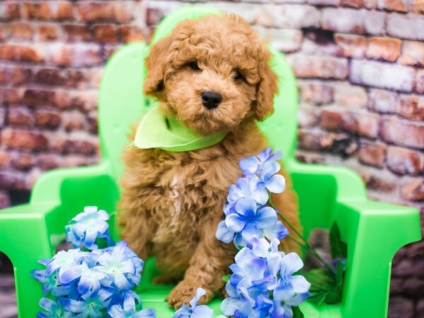 F1B Mini Goldendoodle-DOG-Male-Red-16166-Petland Wichita, Kansas