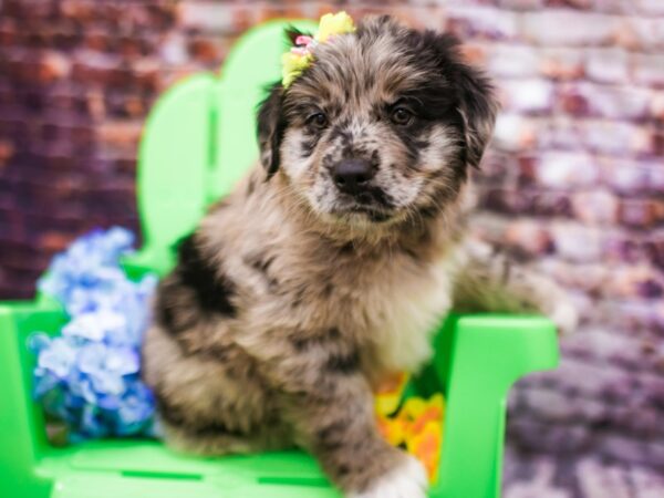 Australian Shepherd-DOG-Female-Self Blue Merle More Black-16165-Petland Wichita, Kansas