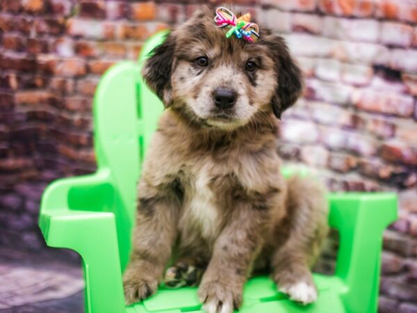 Australian Shepherd DOG Female Self Blue Merle More Gray 16164 Petland Wichita, Kansas