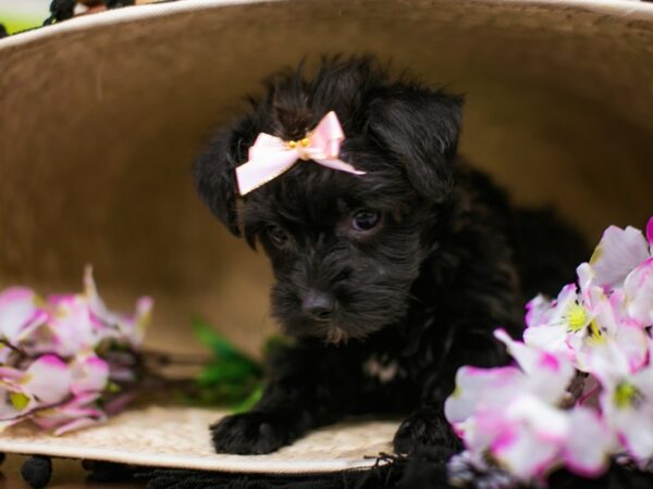 Toy YorkiePoo DOG Female Black 16163 Petland Wichita, Kansas