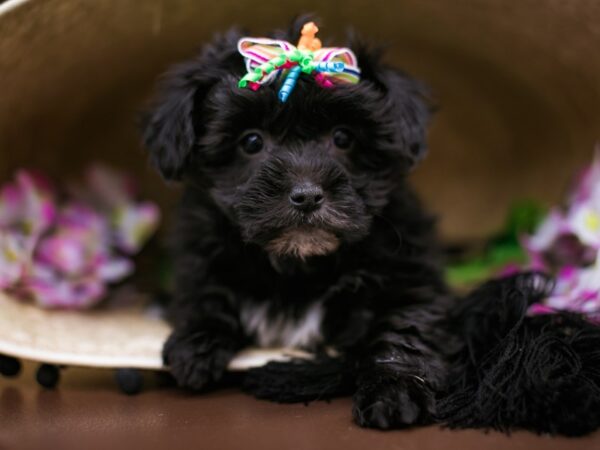 Toy YorkiePoo DOG Female Black 16162 Petland Wichita, Kansas