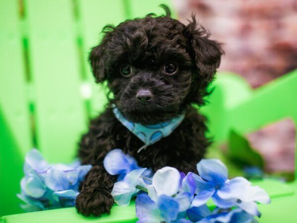 Toy YorkiePoo DOG Male Black 16160 Petland Wichita, Kansas